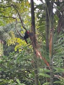 Toucan near the main walkway.