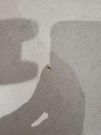 Bed bugs on floor around our luggage