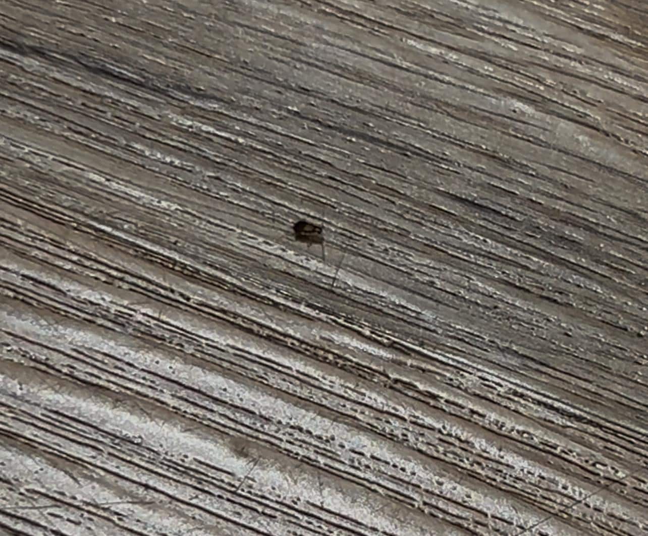 Little roach in the room