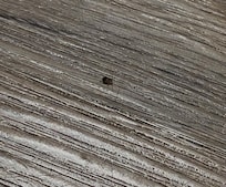 Little roach in the room