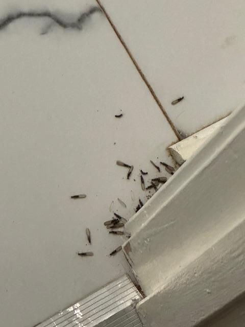 bugs in the doorway of the basement bathroom