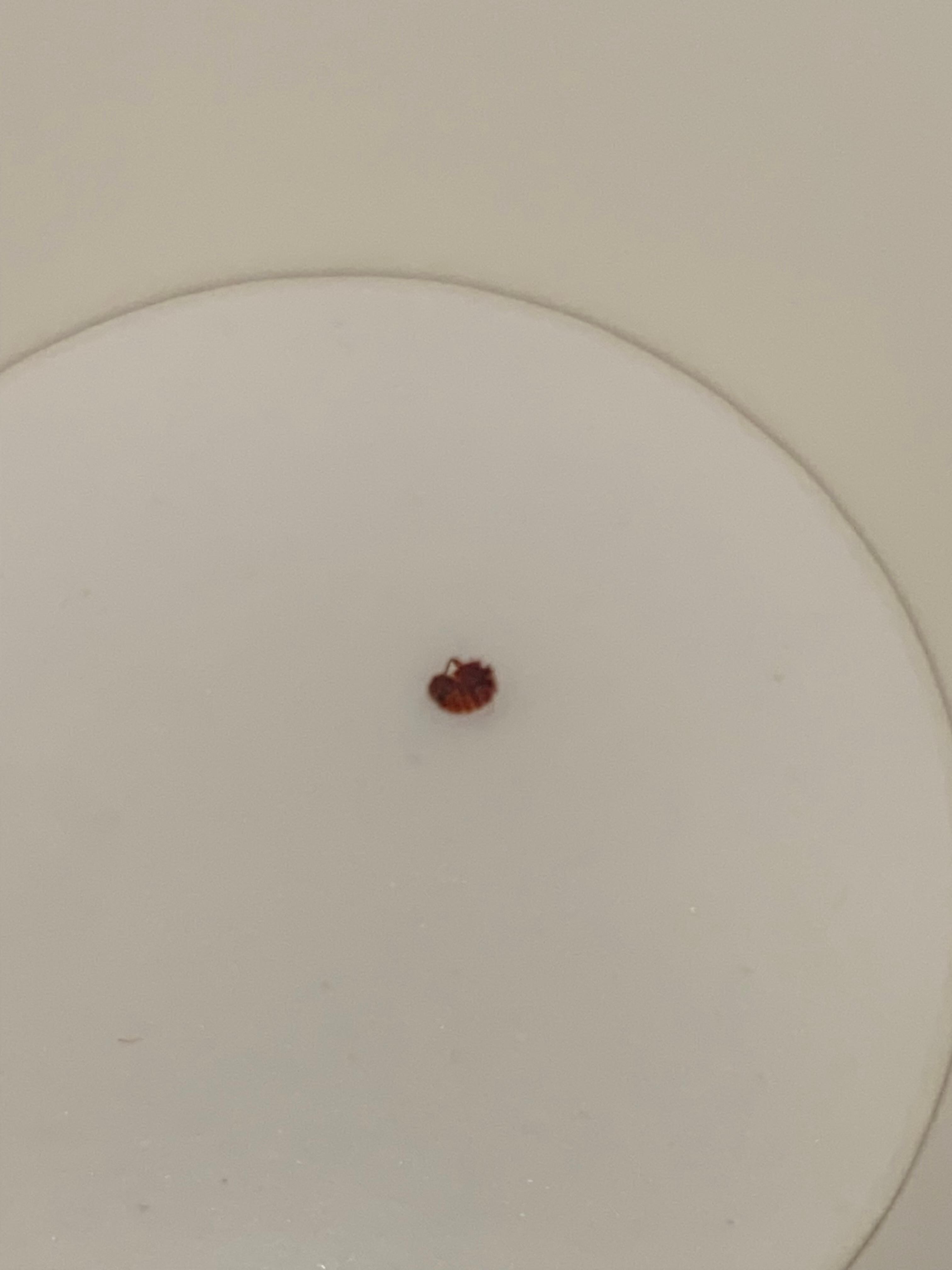Moved bed bug to the cup for a better picture