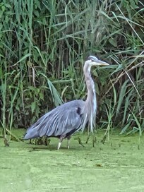 Great blue Heron from dining room.