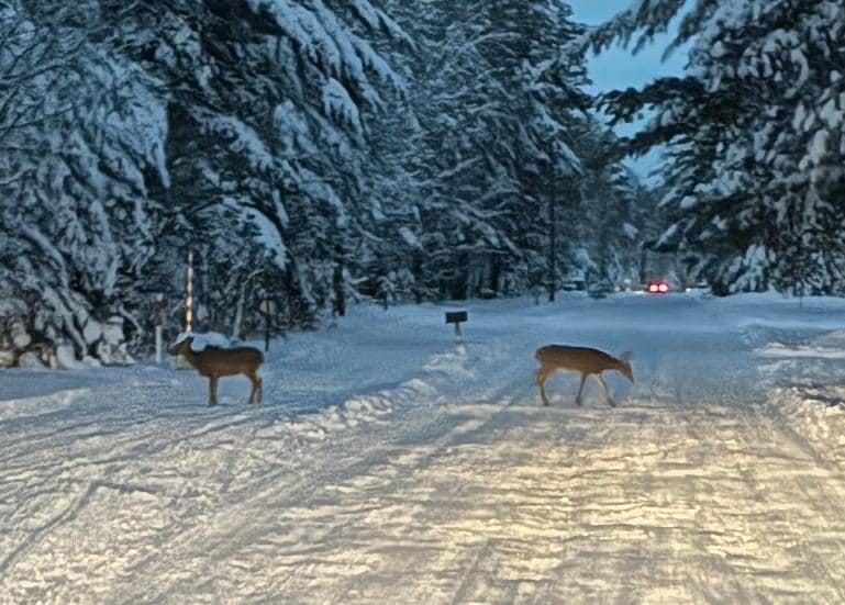 Deer crossing