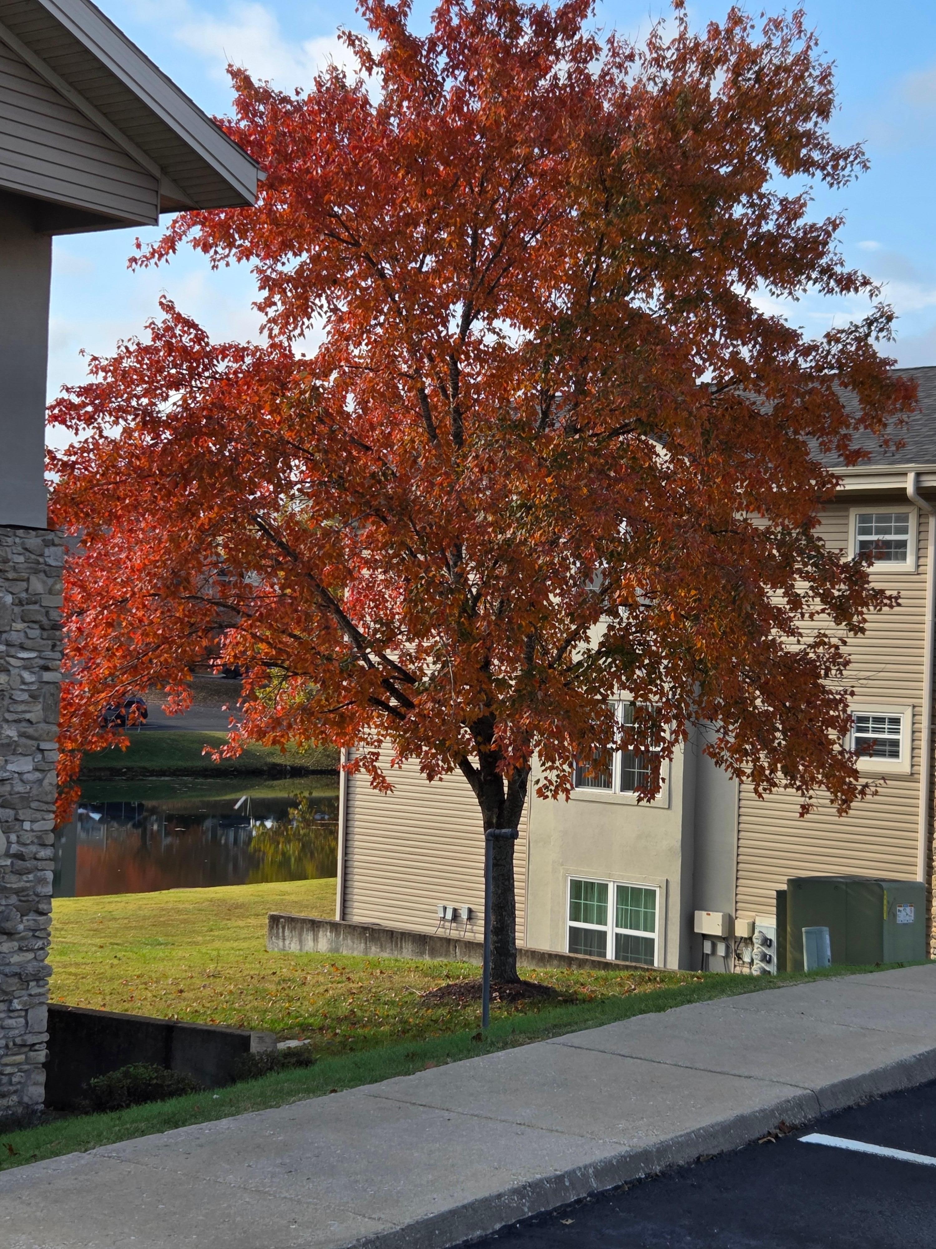 Leaves were gorgeous.  This tree was at the end of the condo unit.