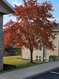 Leaves were gorgeous. This tree was at the end of the condo unit.