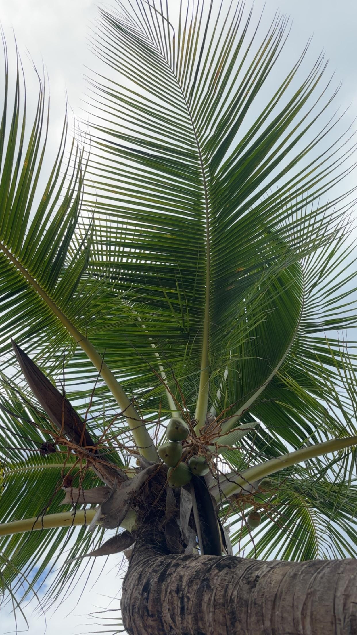 Ocean Park Beach palm trees providing several shaded areas