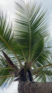 Ocean Park Beach palm trees providing several shaded areas