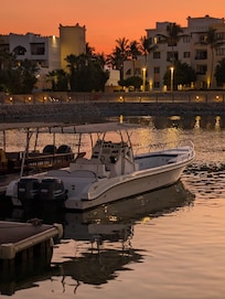 Dolfijnen tour by sunset