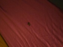 The desk table they had there had weed residue and left over on it. The room smelled like weed. (We have nothing against that). Never was our room cleaned or trash picked up anywhere around the hotel. Very trashy, ice machines did't work or elevators