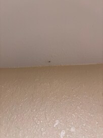 Bugs, filth