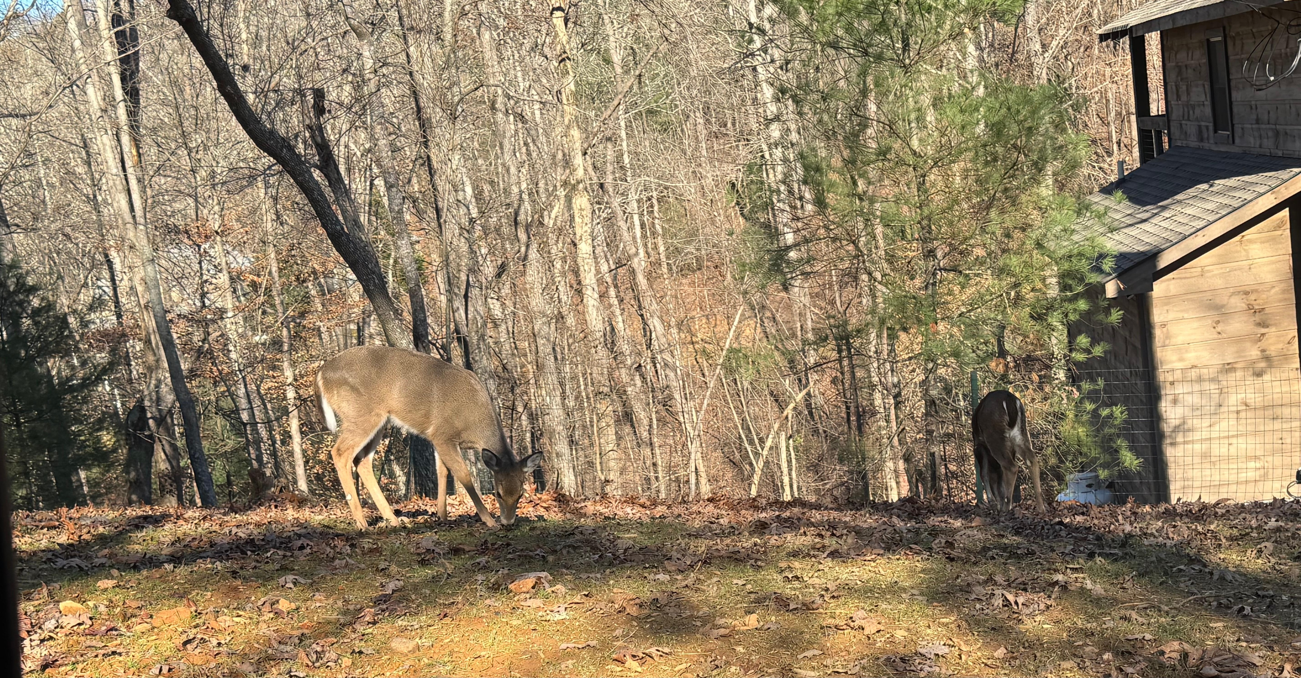 So many deer. ❤️