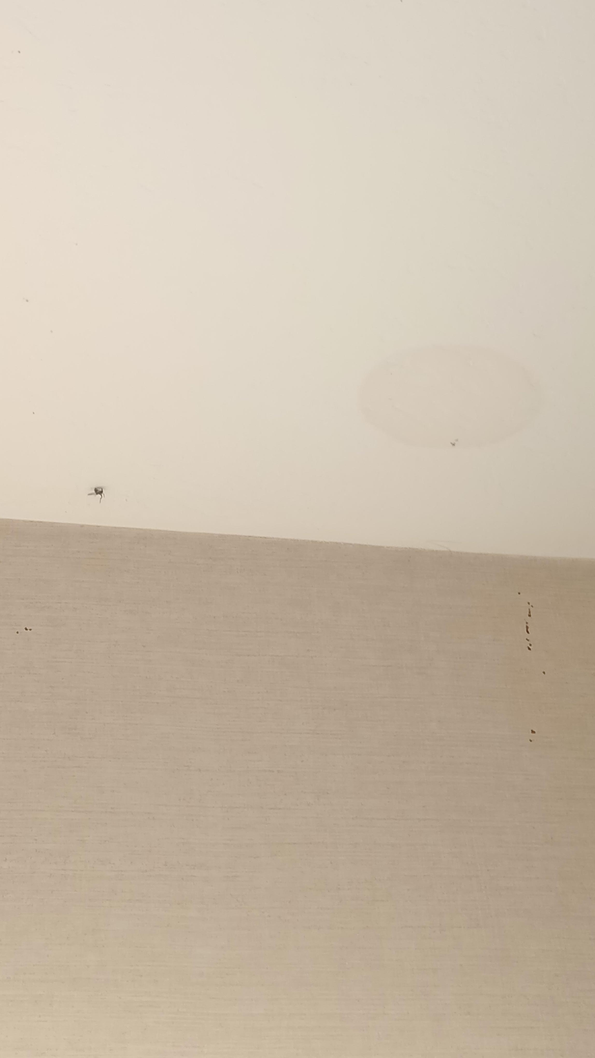 Dead flies stuck to the ceiling above sink.