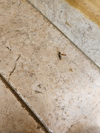 Wasp that stung my daughter INSIDE THE ROOM!