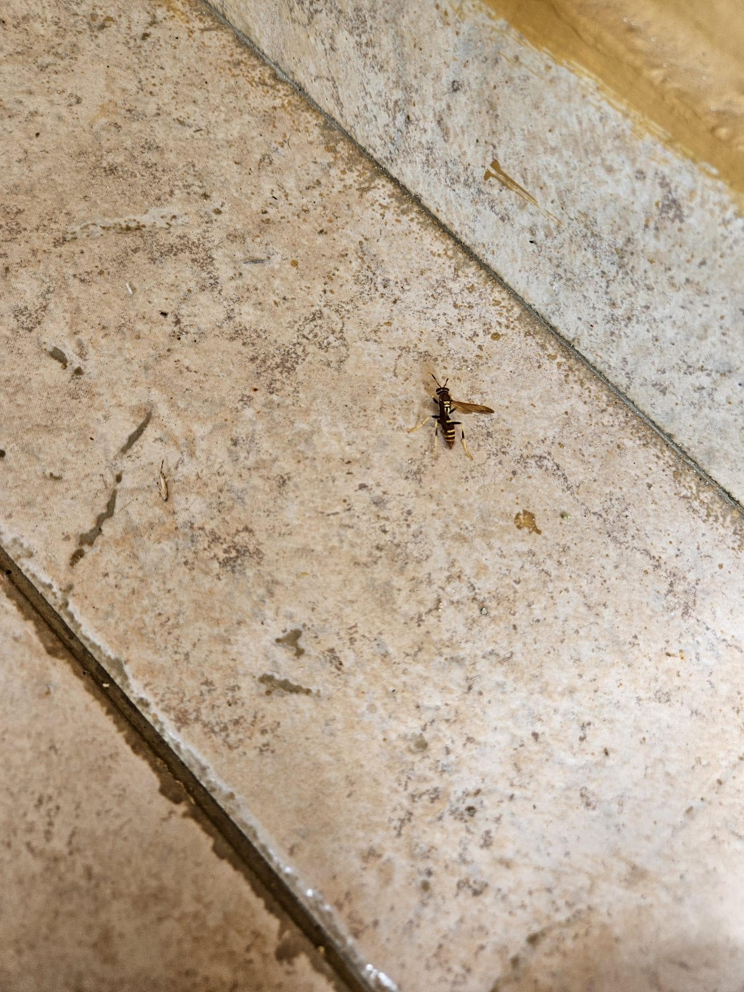 Wasp that stung my daughter INSIDE THE ROOM!