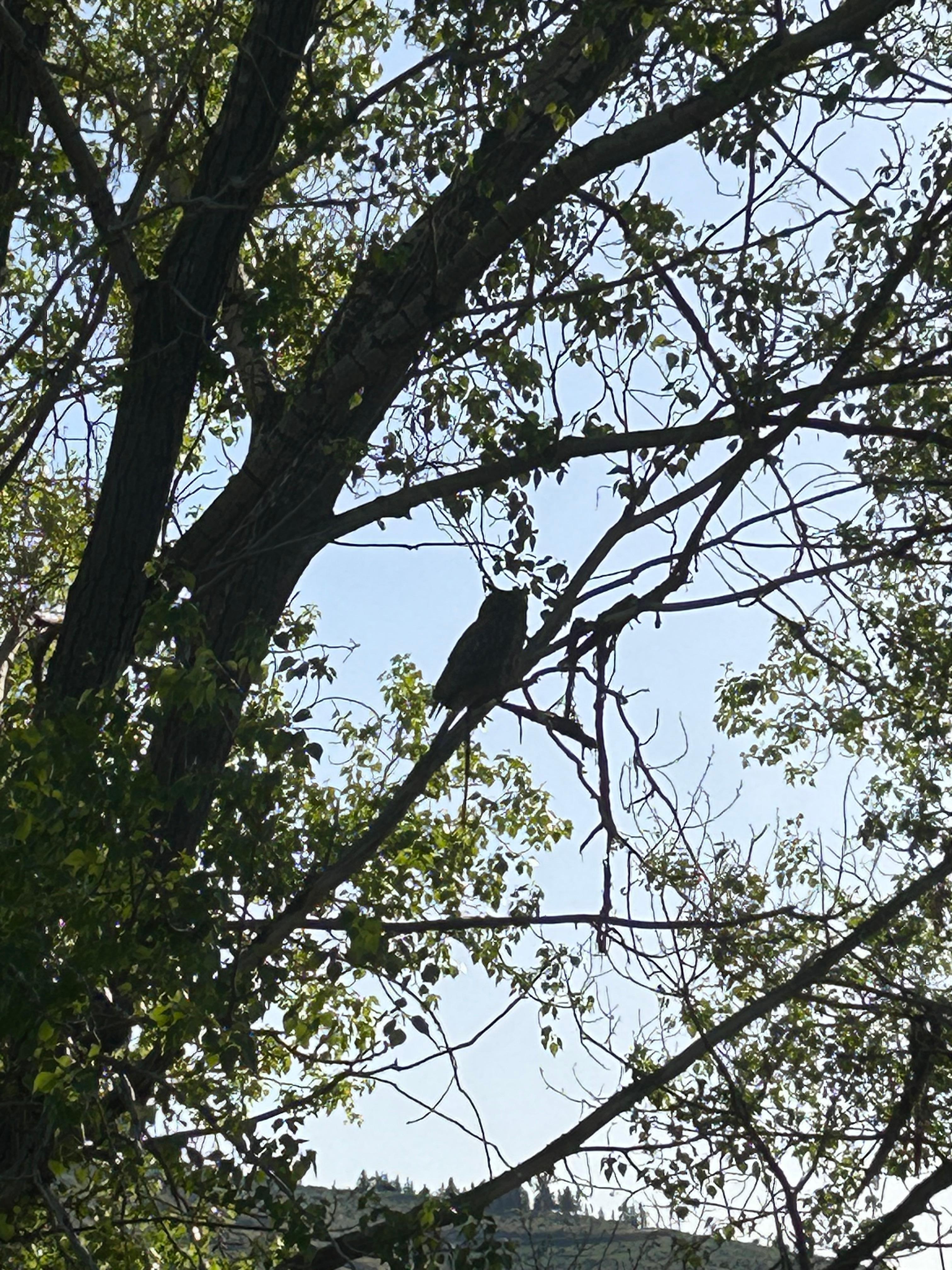 Bonus having an owl family in the tree outside