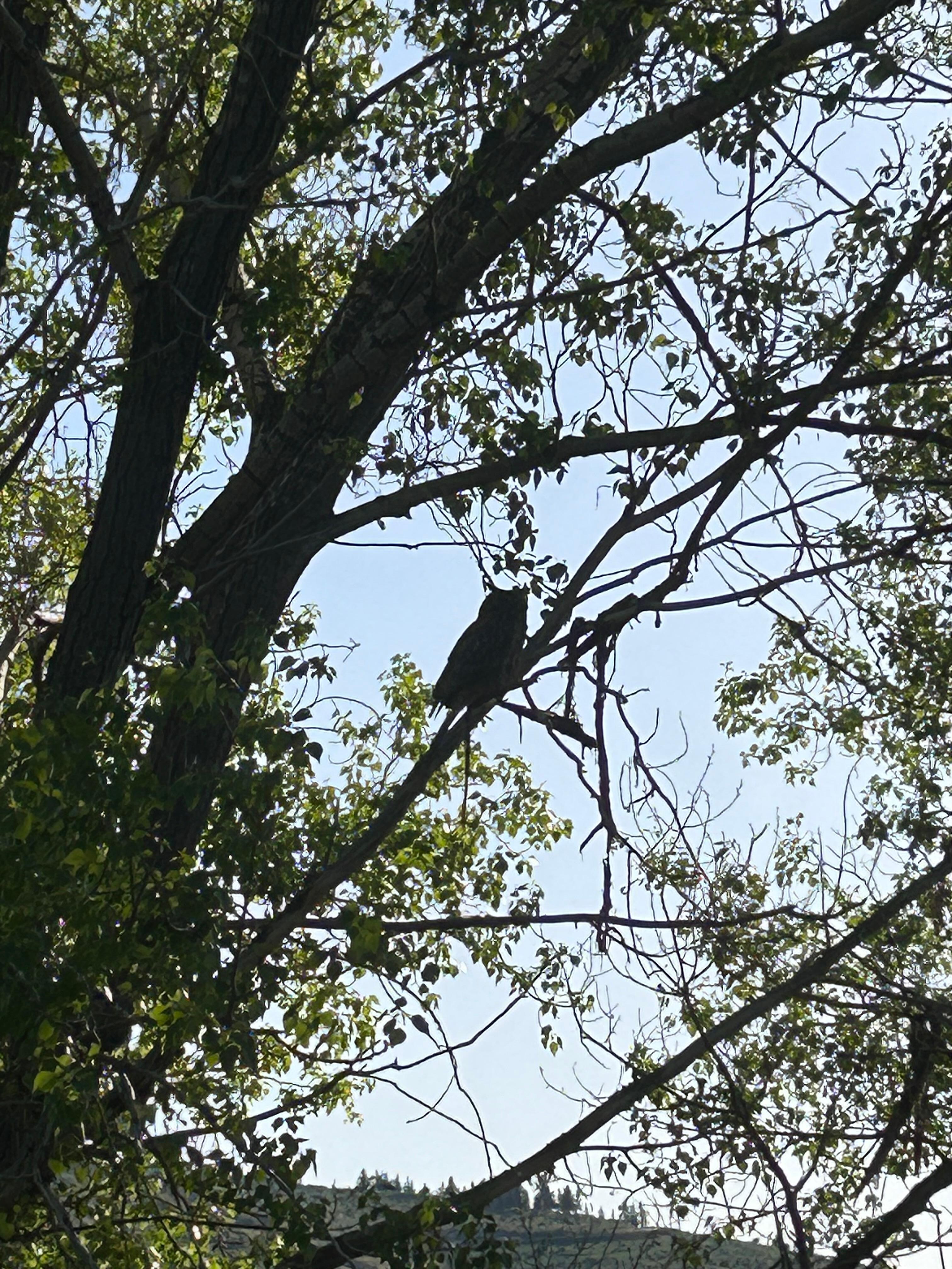 Bonus having an owl family in the tree outside