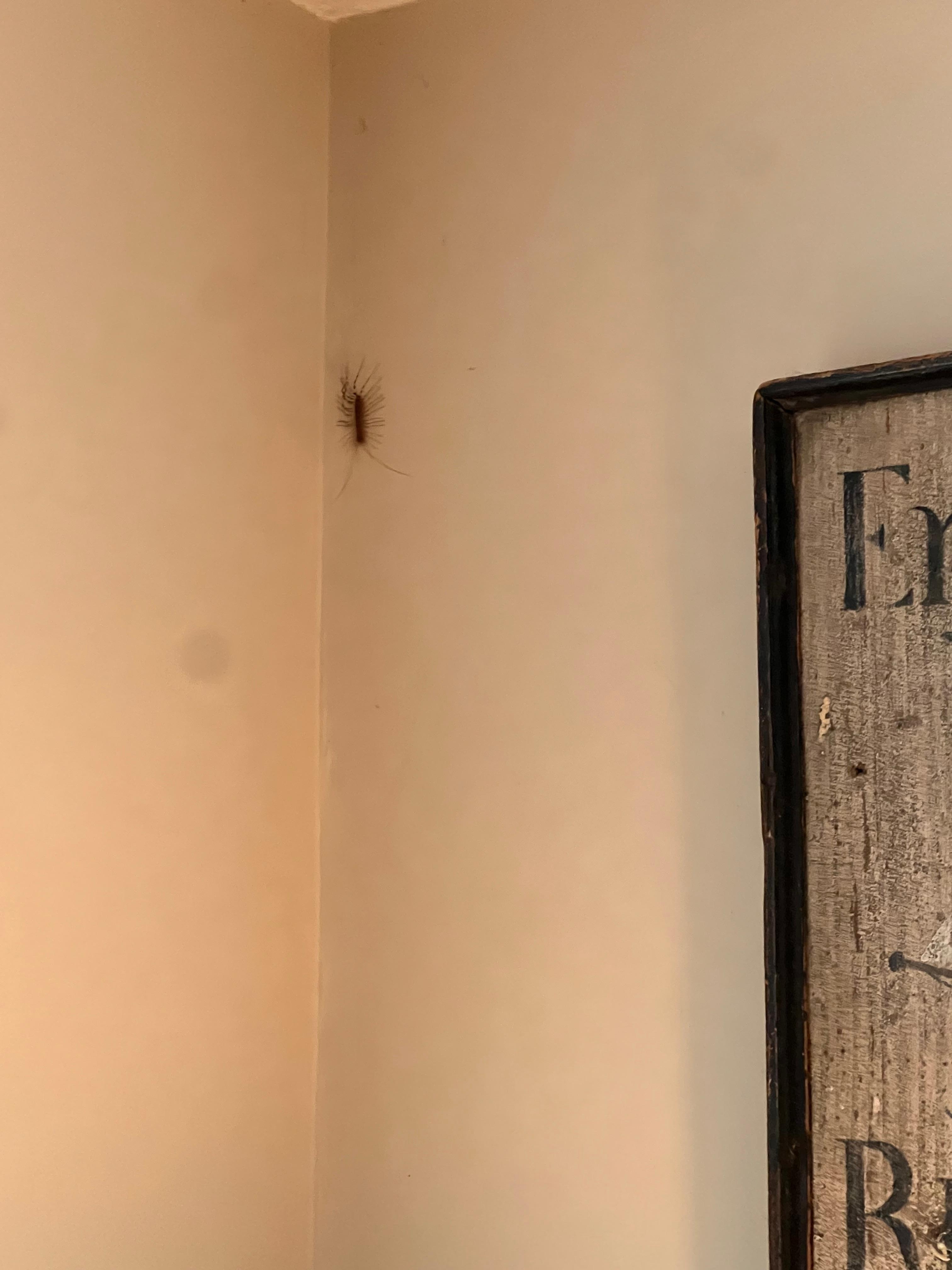 Killed 2 large bugs in the living room. 