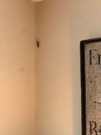 Killed 2 large bugs in the living room.