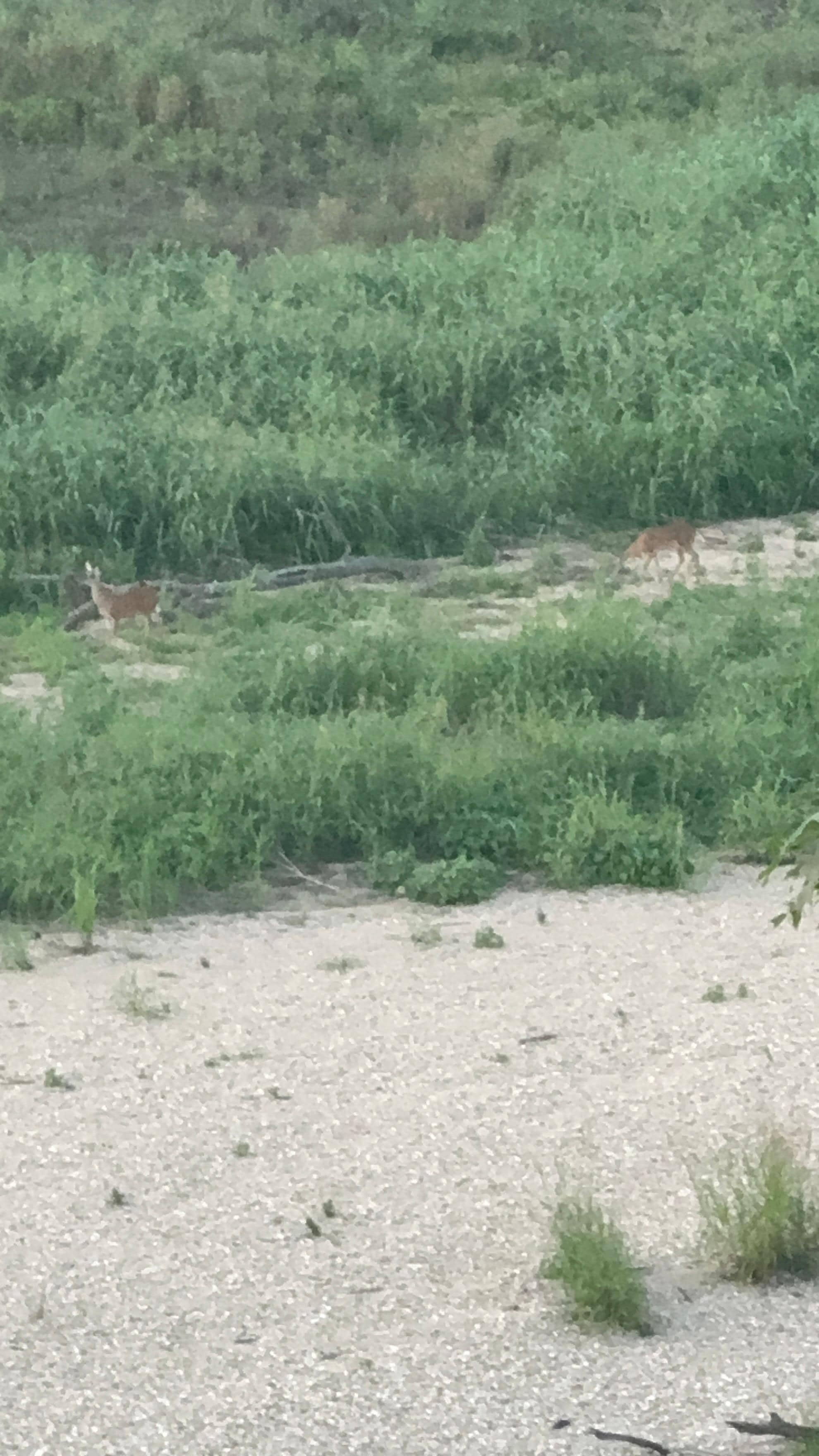 Saw lots of wildlife down by the river