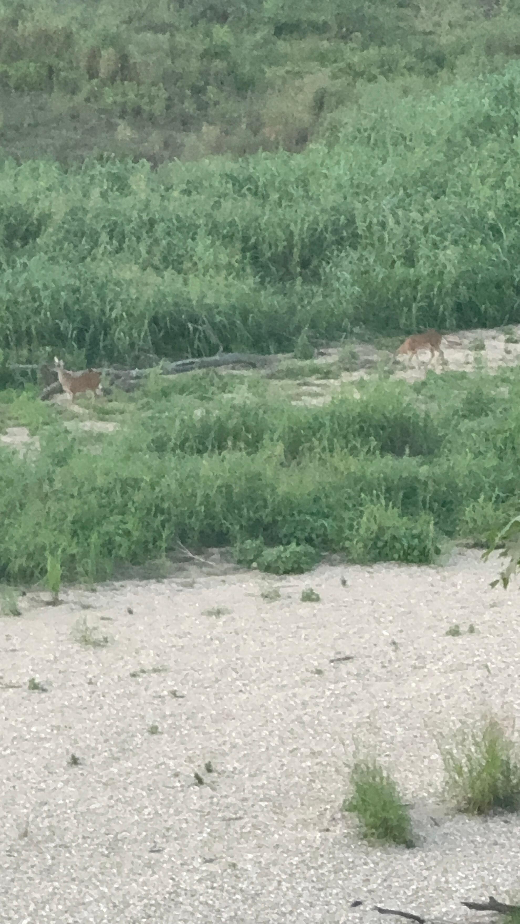 Saw lots of wildlife down by the river
