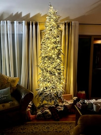 Beautiful tree