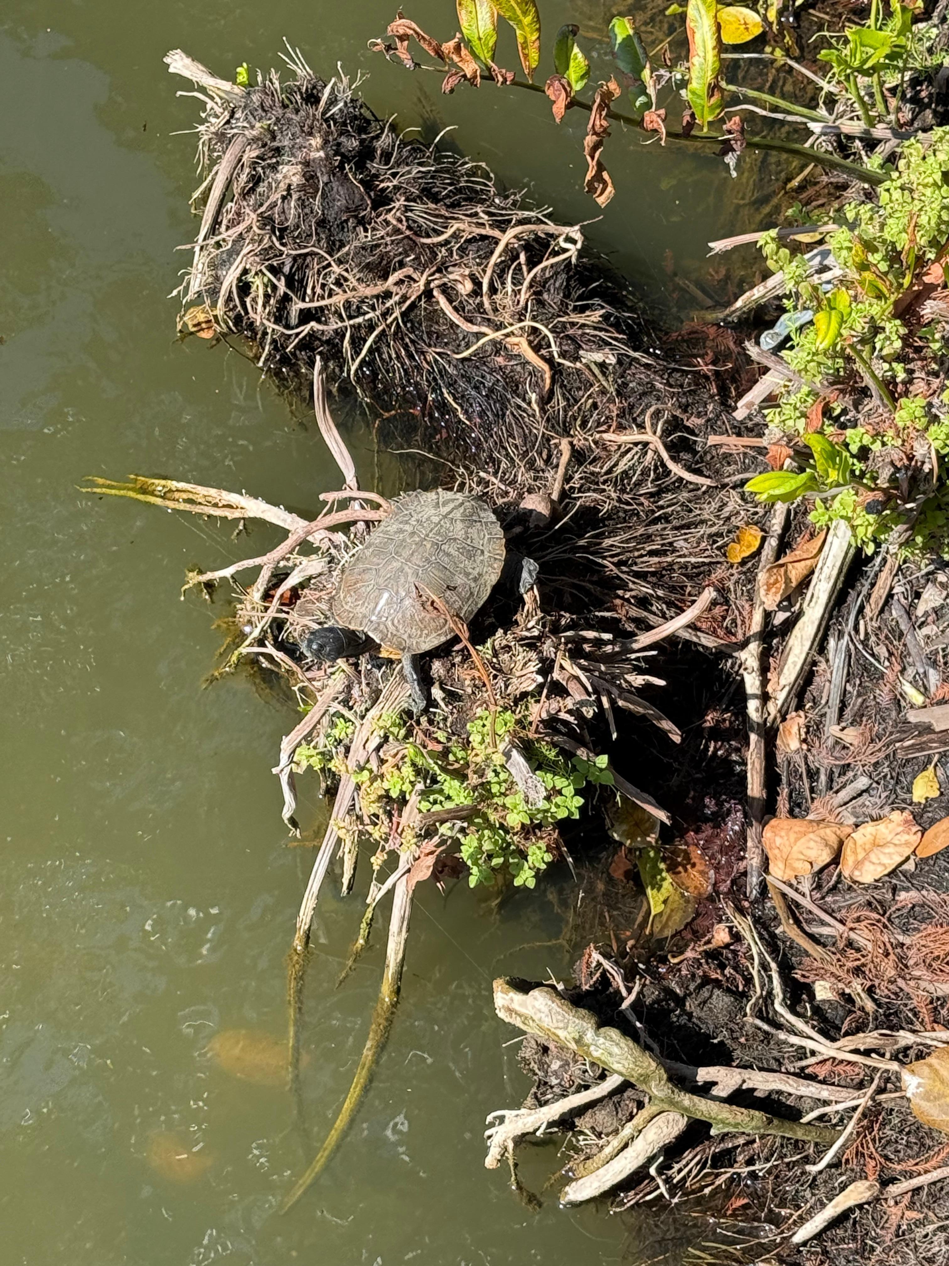 Turtles in creek down the street from us. A lonely park