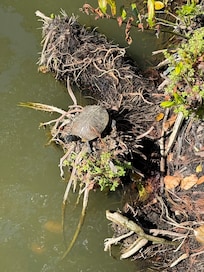 Turtles in creek down the street from us. A lonely park