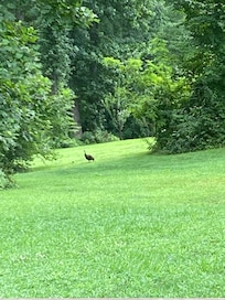 We enjoyed watching a hen turkey with her baby in the backyard.