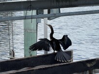 Drying feathers!