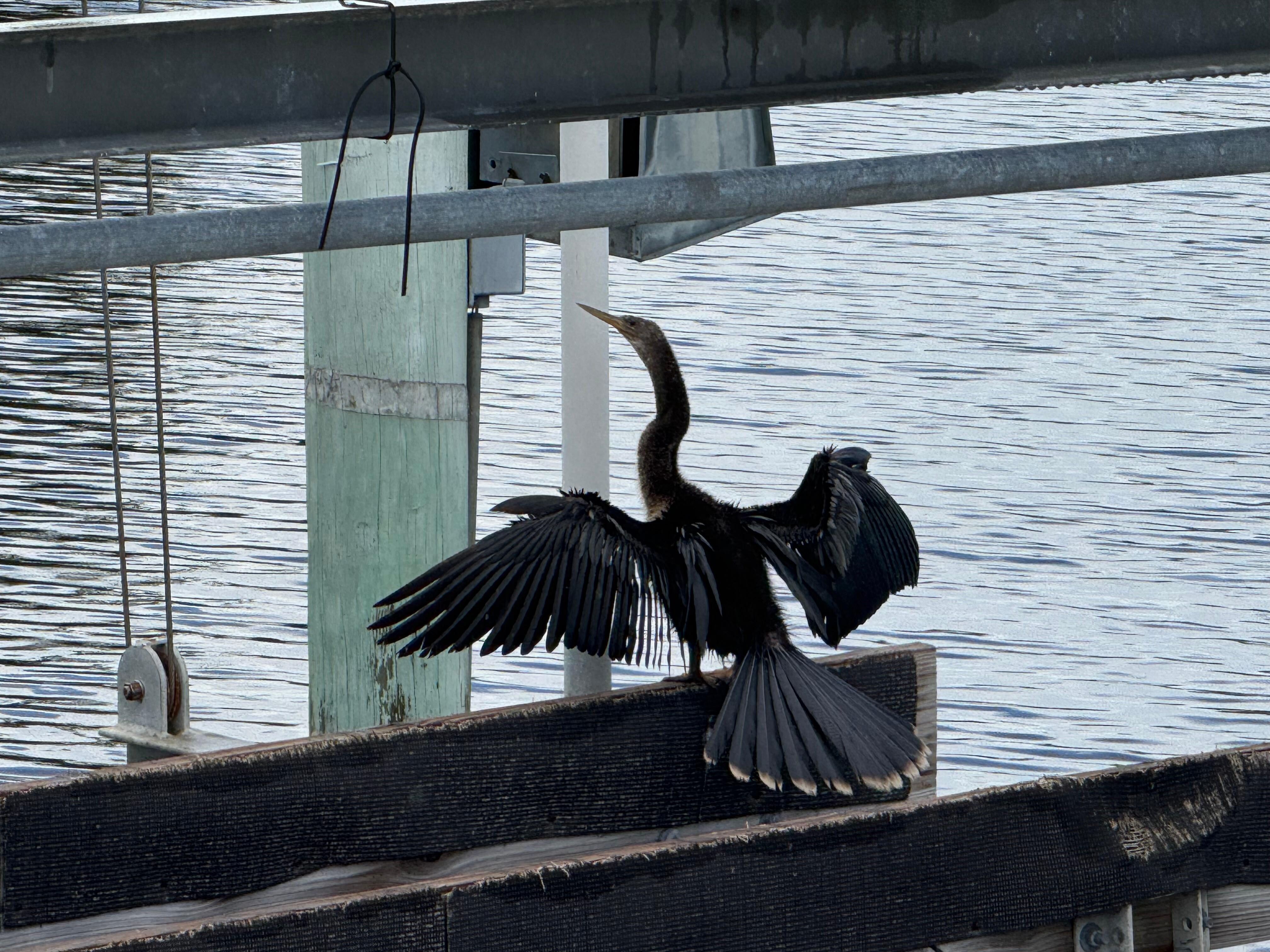 Drying feathers!