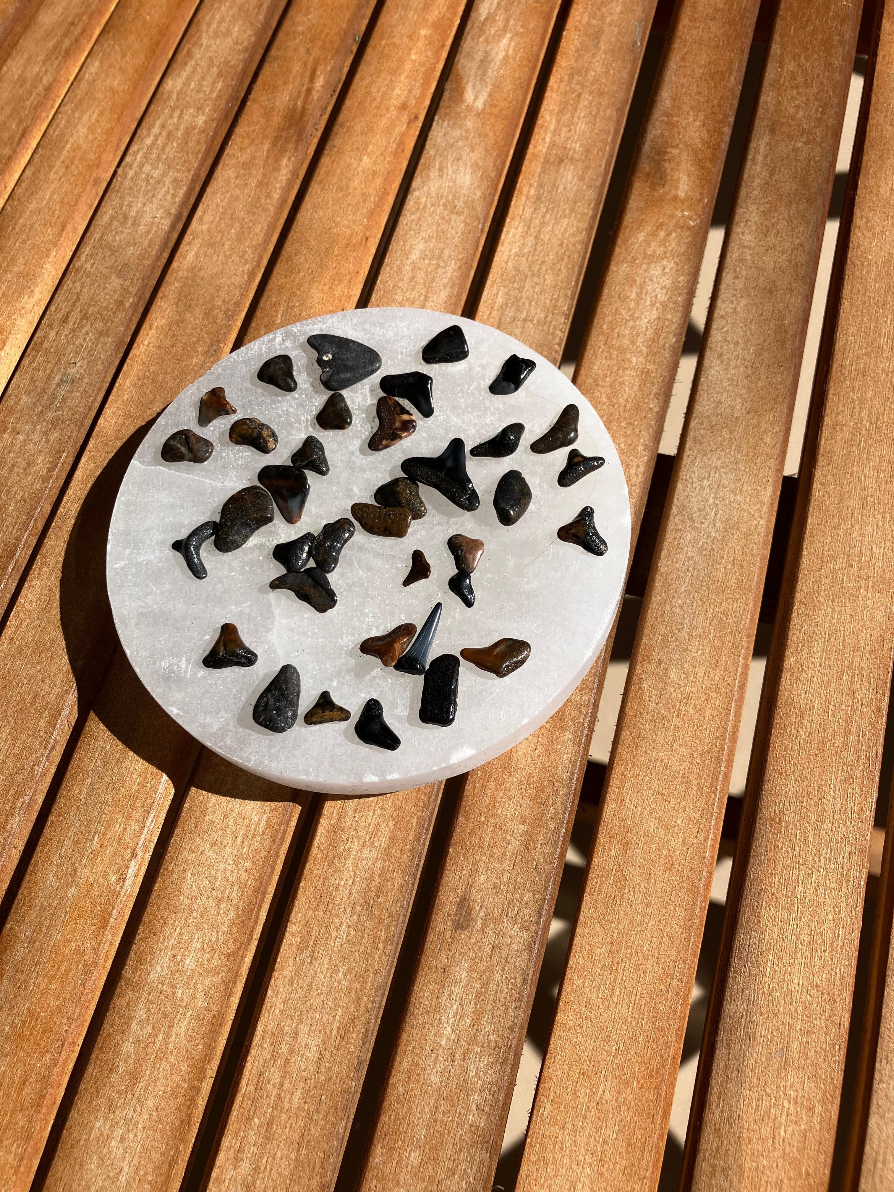 Shark teeth from the beach sands