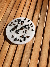 Shark teeth from the beach sands
