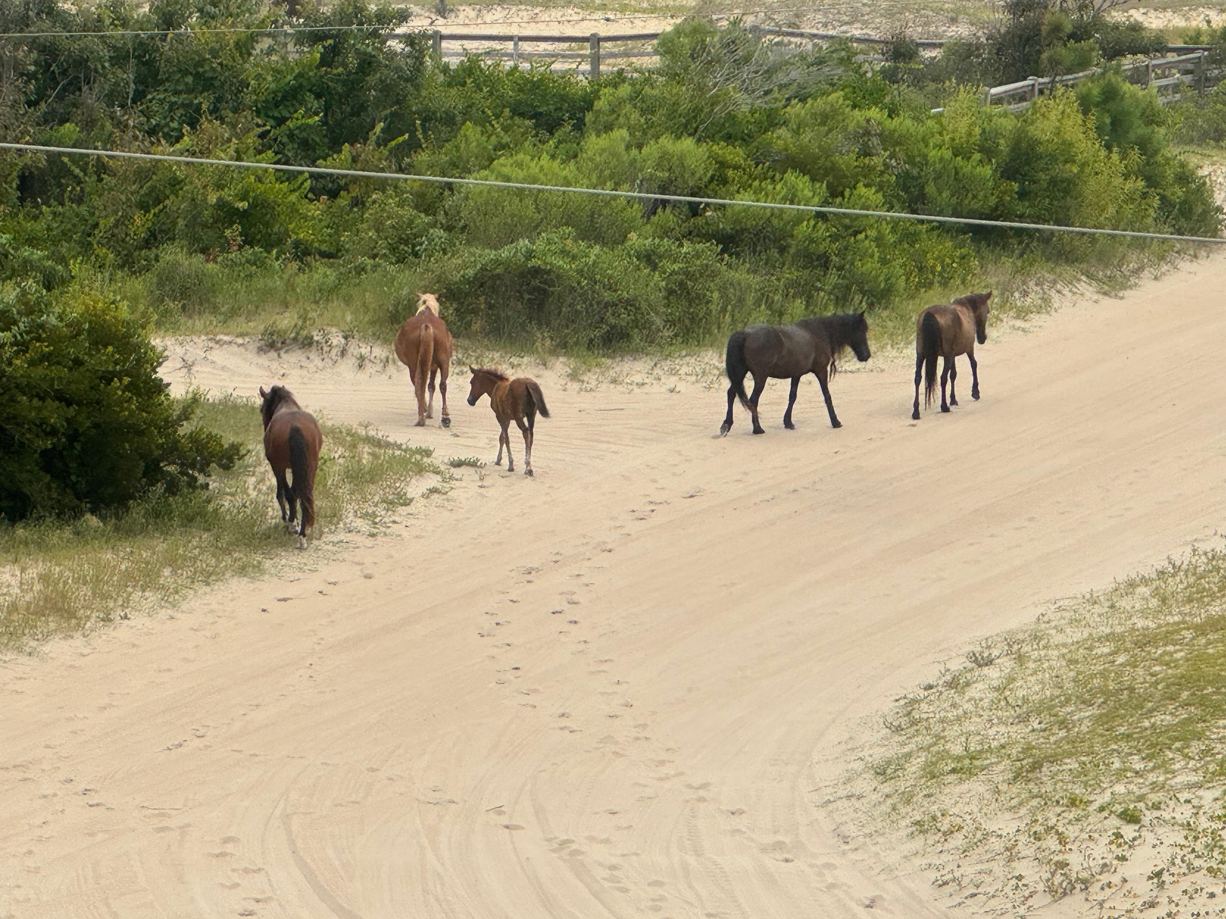 Wild horses right out in front of our house.