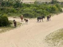 Wild horses right out in front of our house.