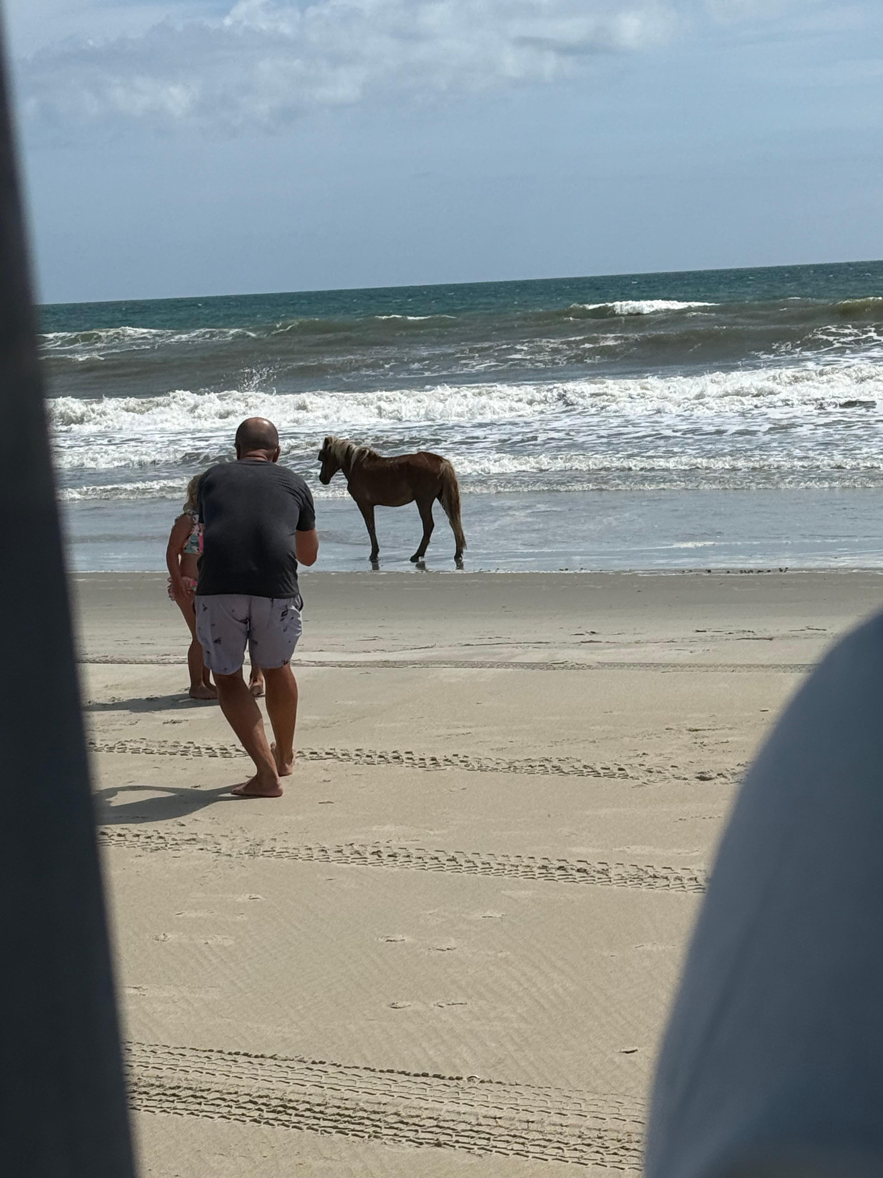 Horses at the beach