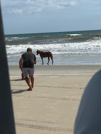 Horses at the beach