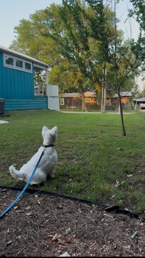 Pearl likes the kitty from across w street.