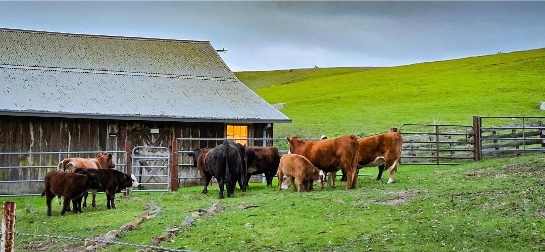 The cows came home for dinner, after a long day of, we'll, grazing !