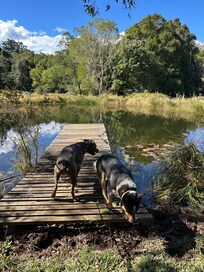 Pet friendly, friendly owner’s dog walking us around.