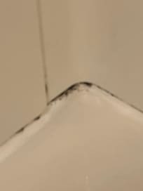 Fuzzy black mold in the showe