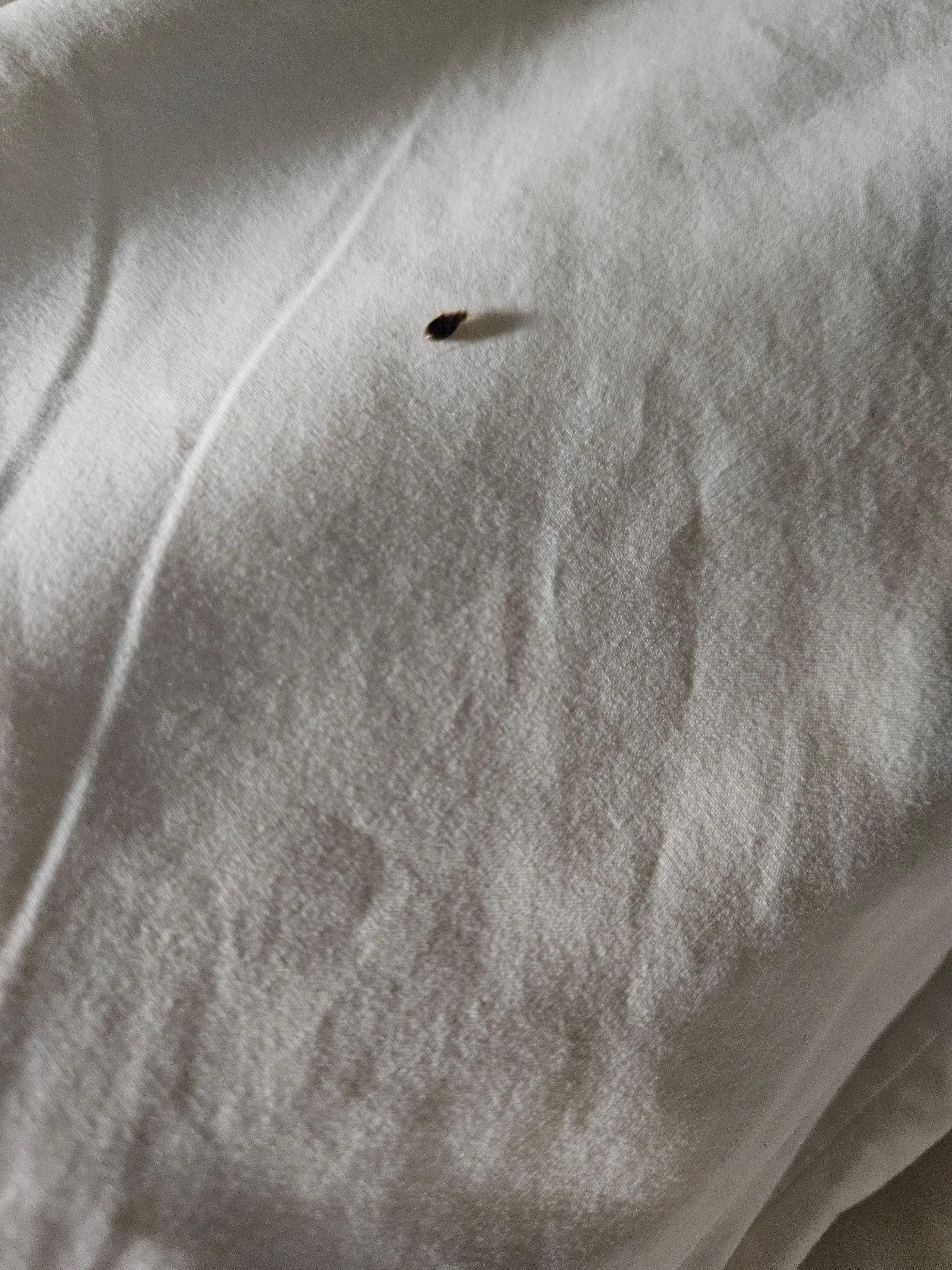 Bed bugs on pillow 