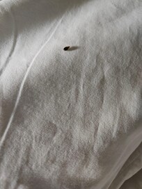Bed bugs on pillow
