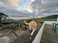 Pluto the cat in the courtyard.