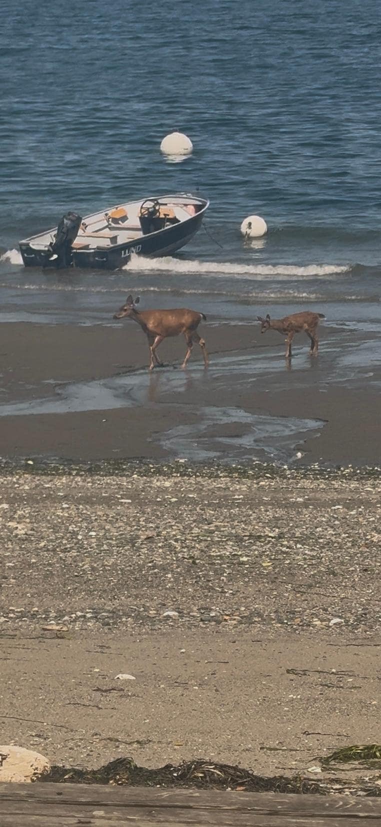 Deer on the beach in front of the house.