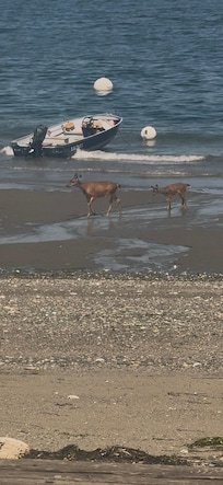 Deer on the beach in front of the house.