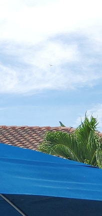 Iguanas on the roof😁
