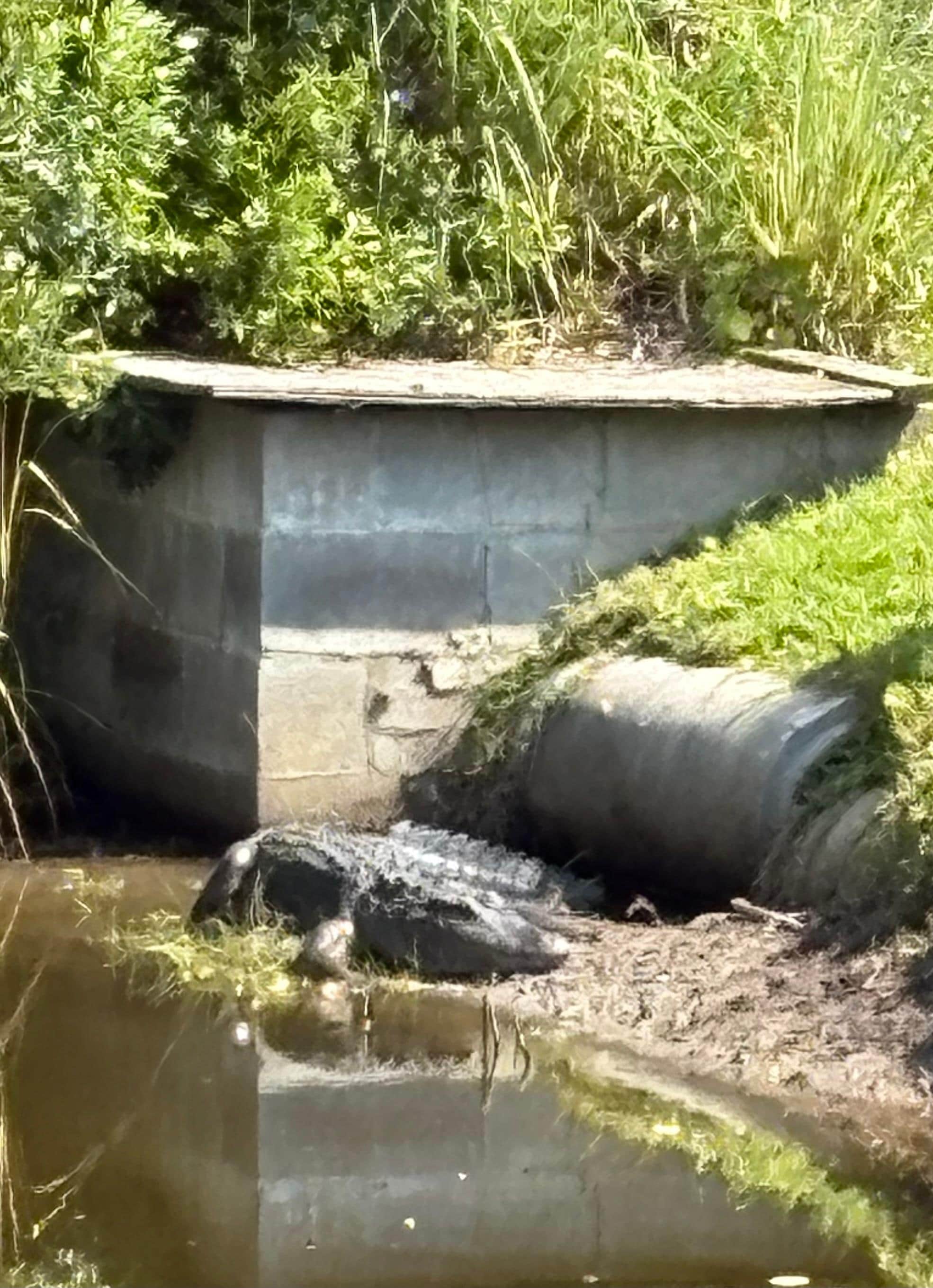Friendly neighborhood alligator.