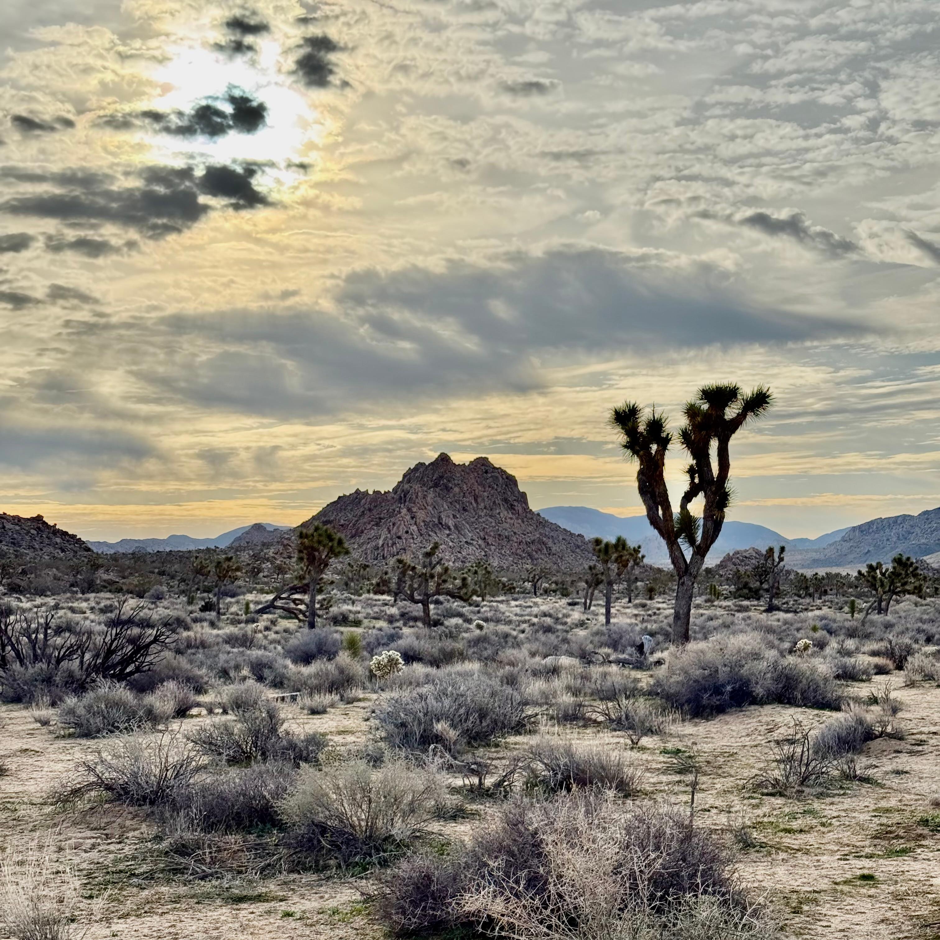 A 40 minute drive to Joshua Tree State Park