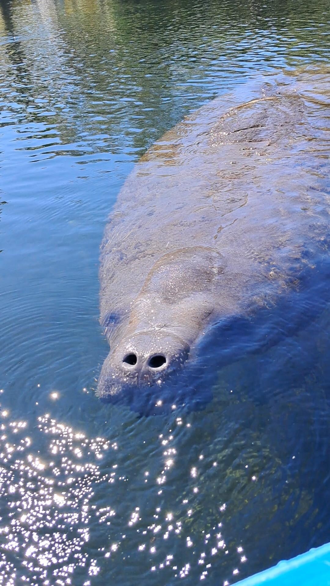 Manatee in warm spring 